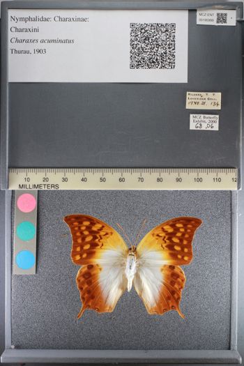 Media type: image;   Entomology 195999